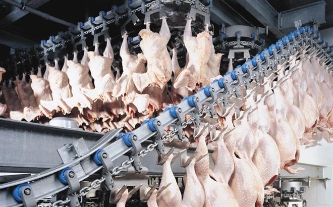 Six reasons to automate turkey processing
